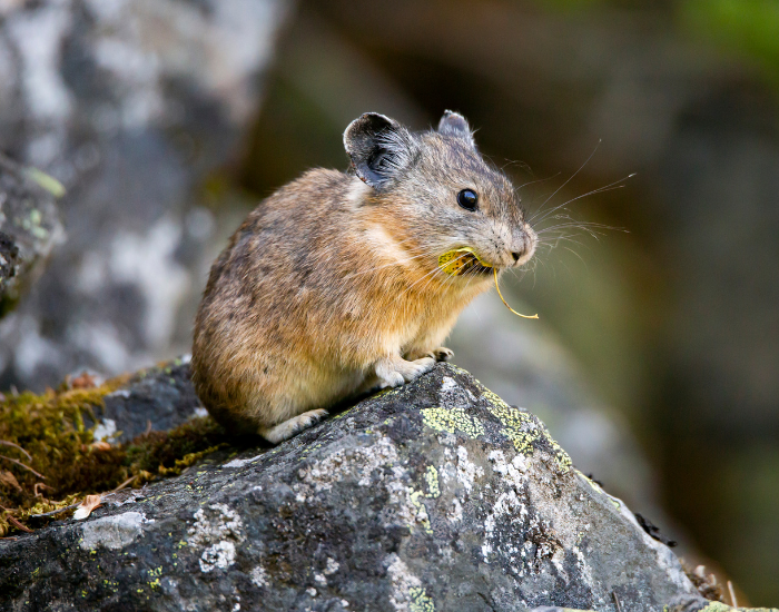 a pika on top of a rock in its habitat