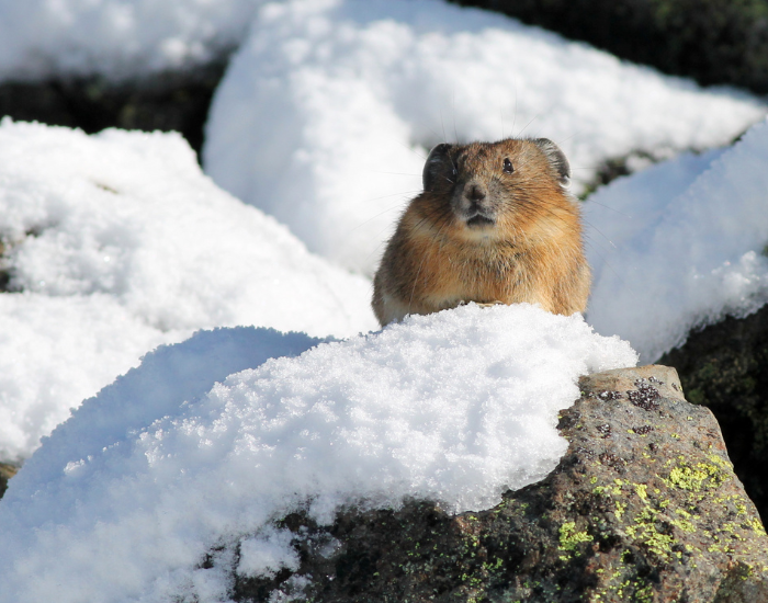 a pika on top of a snowy rock