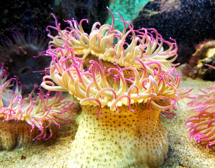 pink-underwater-sea-anemone.webp sea anemone close up
