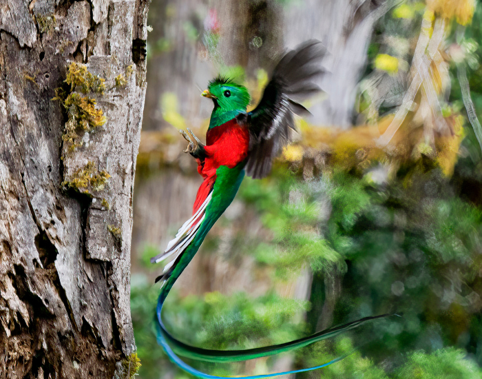 a quetzal arriving to a tree