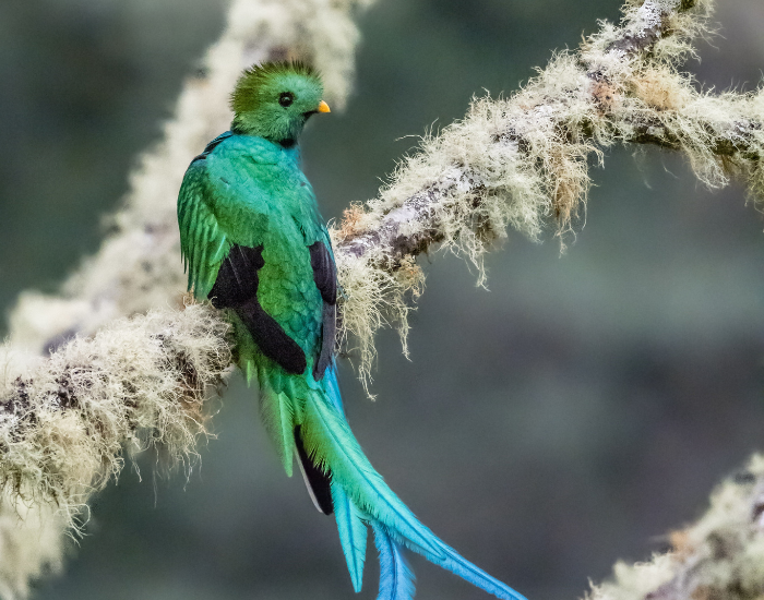 a quetzal on a tree in the wild