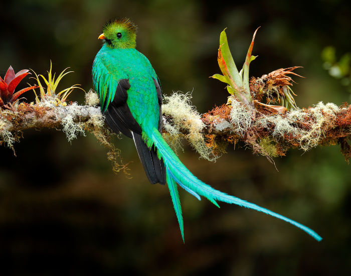 a quetzal perched on a high tree branch