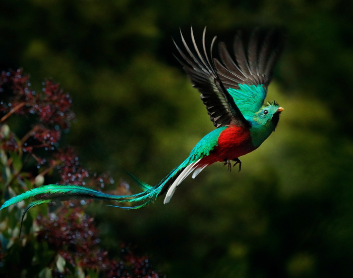 quetzal bird flying in the wild