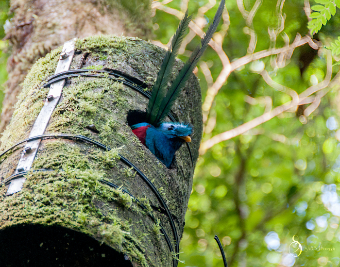 a quetzal inside of a nest