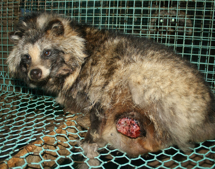 a raccoon dog in a cage with an open wound