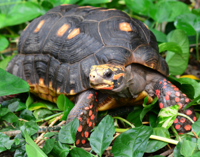 red footed tortoise in the wild