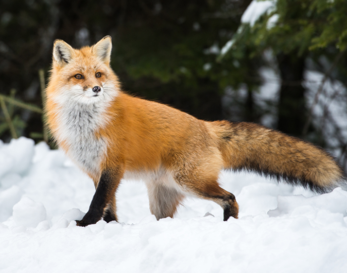 a red fox walking in snow