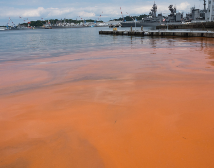 red tide in the ocean