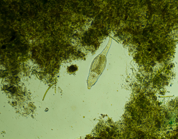 rotifers-microscope.webp rotifer under the microscope with some algae on the frame