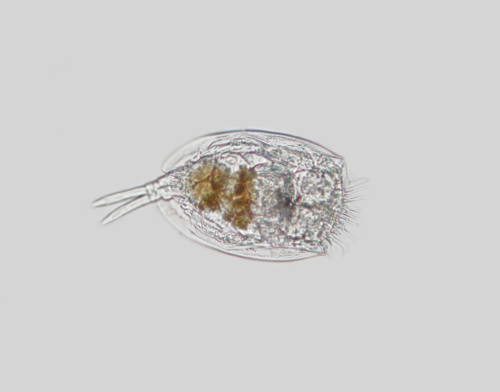 rotifers-single.webp rotifer isolated seen under a microscope