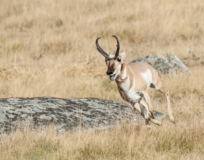 running-Pronghorn.webp a pronghorn running in the wild