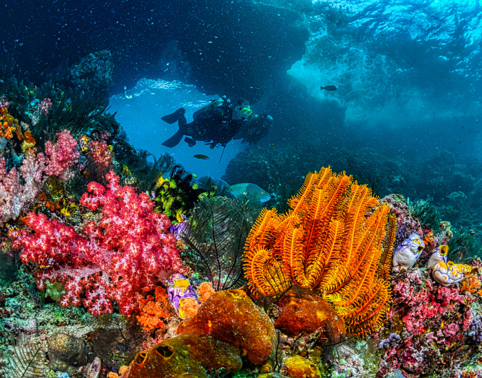 scuba-diver-coral.webp scuba diver swimming near a coral reef and sea anemone