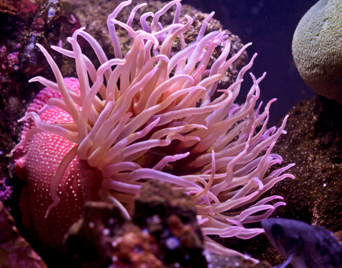 close up of a pink sea anemone underwater