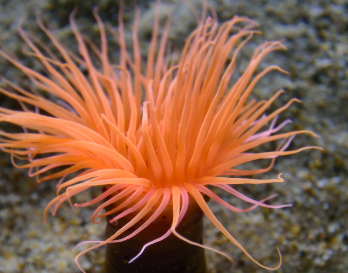 sea-anemone-clown-fish-5.webp sea anemone close up with tentacles