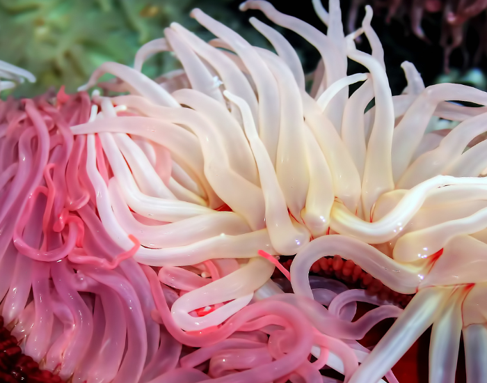 sea-anemone-clown-fish-7.webp close up of a sea anemone