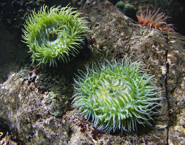 sea-anemone-green-2.webp two green sea anemones underwater