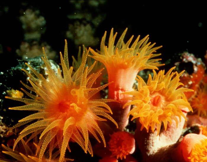 sea-anemone-orange.webp group of sea anemones in the ocean underwater