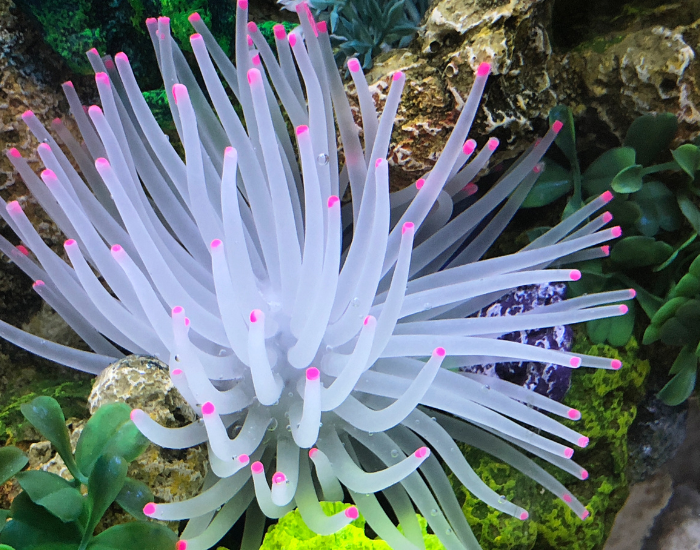 sea-anemone-white-pink.webp