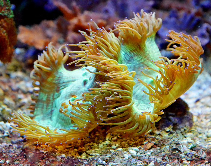 sea-anemone.webp two se anemones underwater