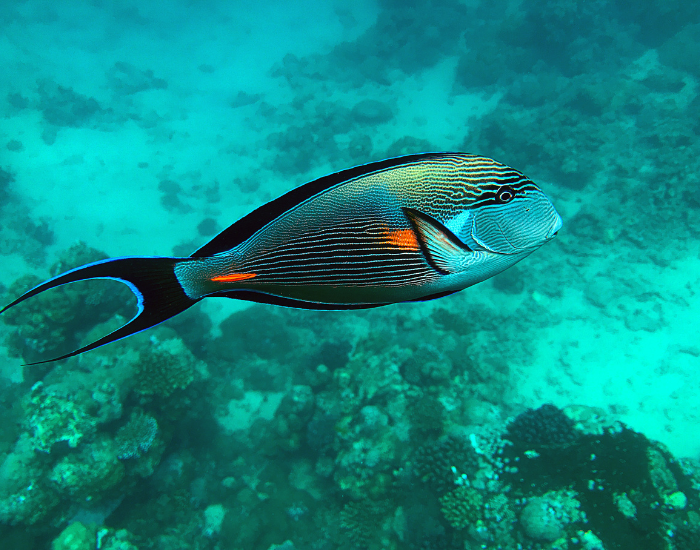 surgeonfish-Acanthuridae.webp a surgeonfish swimming in the ocean
