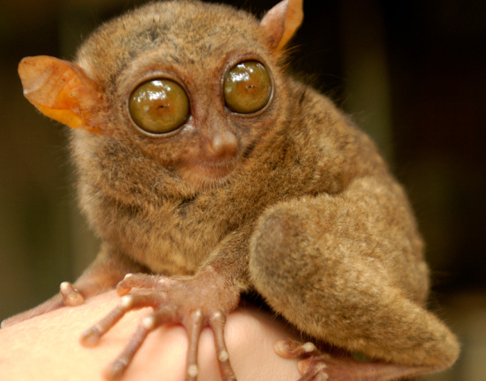 tarsier-on-person-hand.webp Small Tarsier on a human hand