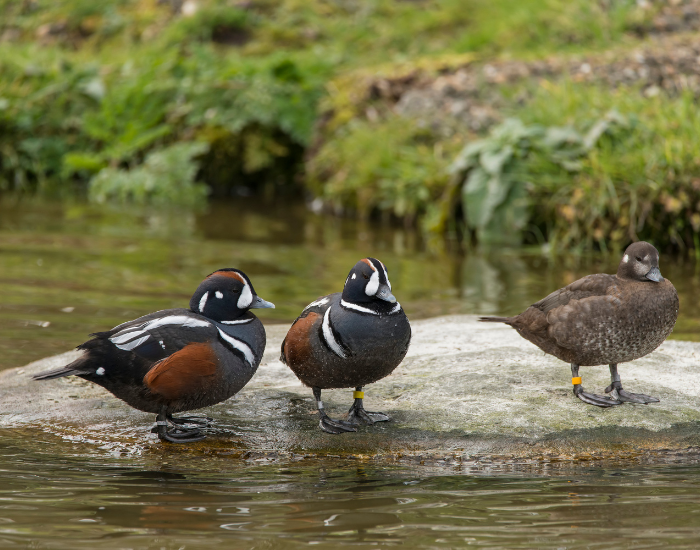 three-Harlequin-Ducks.webp two male harlequin ducks and a female over a rock