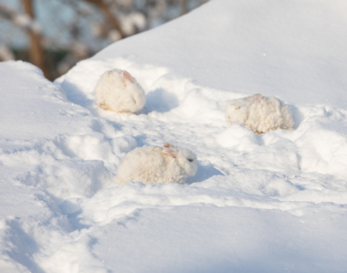 three-arctic-hares.webp three arctic hares in the wild in snow