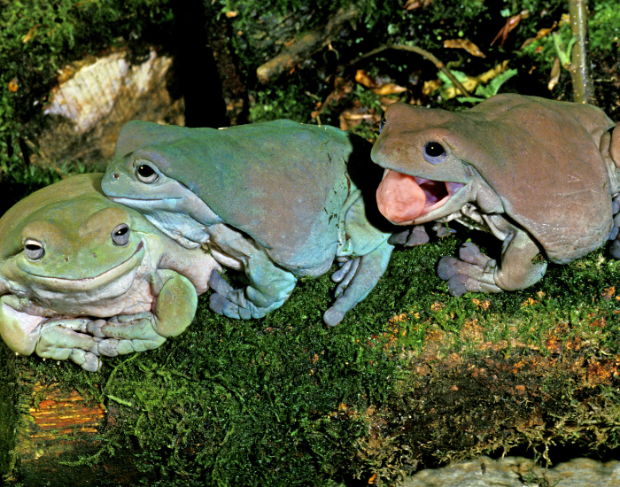 three-white-tree-frogs.webp three white frog groups