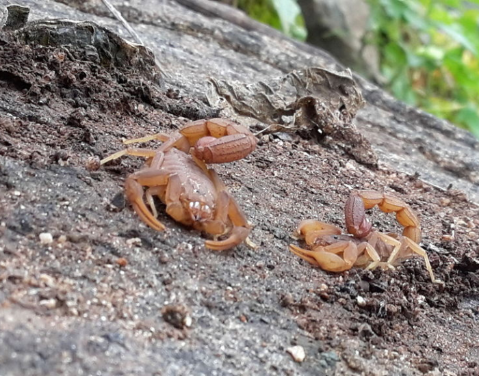 two-Arizona-bark-scorpion-in-the-wild.webp two arizona bark scorpions on the ground