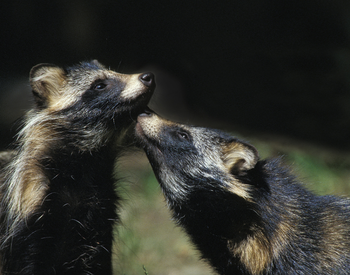 two raccoon dogs playing