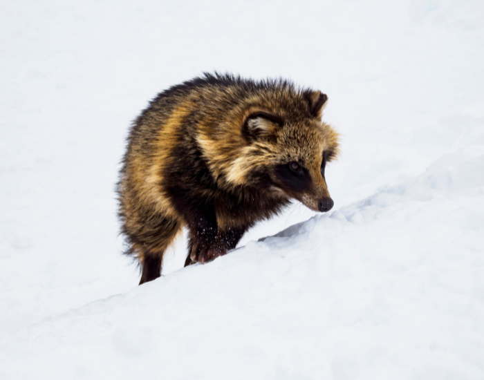 a raccoon dog walking on snow