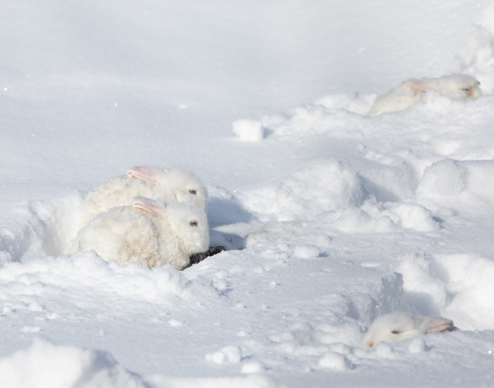 two-arctic-hares.webp couple of arctic hare in the snow on a sunny day