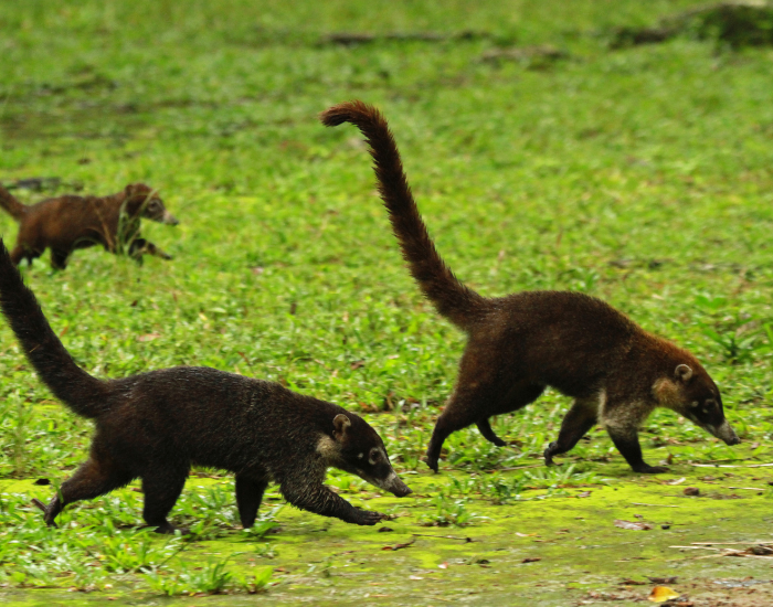 three coatis in the wild running