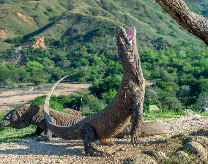 two-komodo-dragon-jumping.webp two komodo dragons, one of the jumping