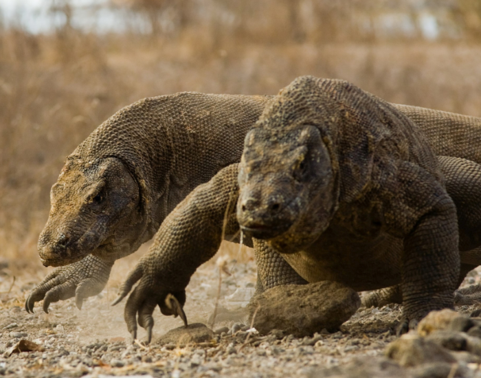two-komodo-dragons-walking.webp two komodo dragons walking in komodo national park