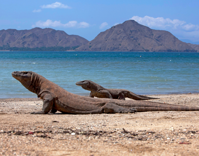 two-komodo-dragons-with-ocean-background.webp two komodo dragons on the beak in komodo national park