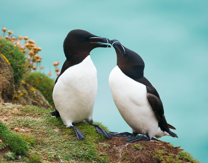 two auks in it habitat standing over a rock