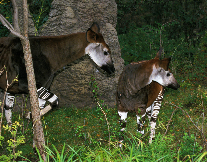 two-okapis-on-grass.webp two okapis standing still