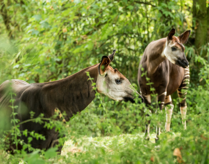 two-okapis.webp two okapis surrounded by vegetation