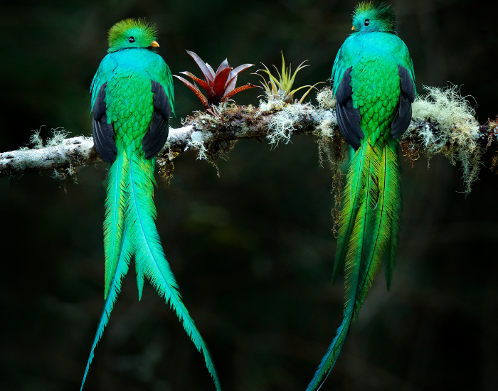 two quetzal birds standing on a tree branch