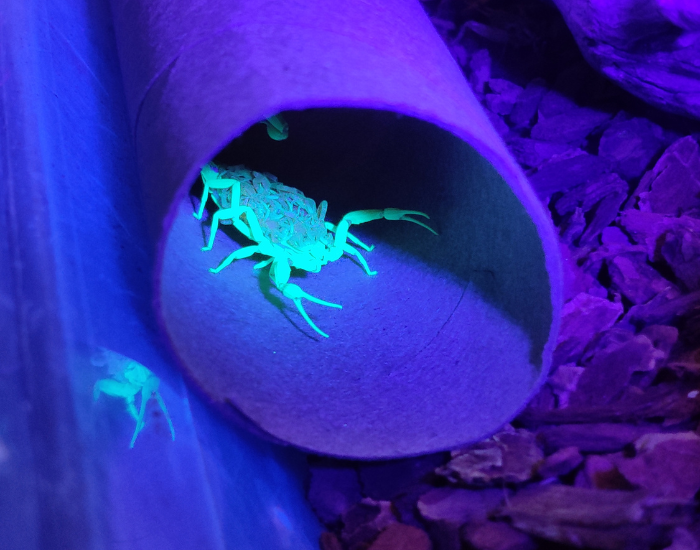 uv-glowing-Arizona-bark-scorpion-uv-light.webp arizona bark scorpion under uv light