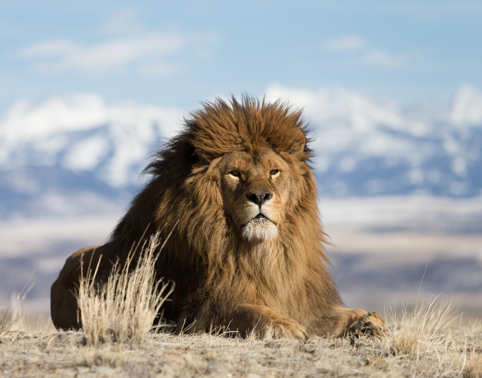 wild-atlas-lion-wild.webp Atlas barbary lion in the wild