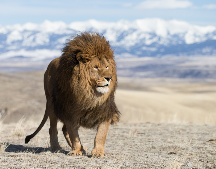 wild-atlas-lbarbarian-ion.webp barbarian lion in the wild walking