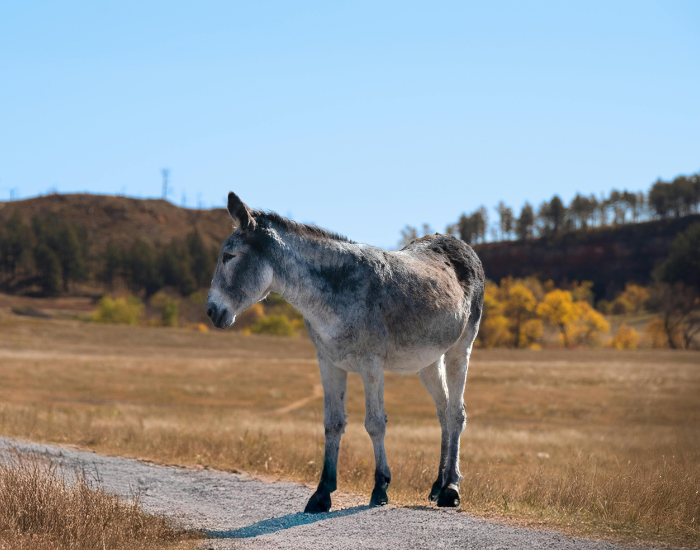 a wild mule standing on a road
