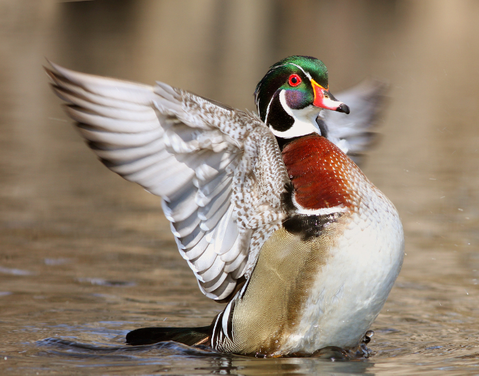wood-duck-flapping-wings.webp wood duck flipping its wings