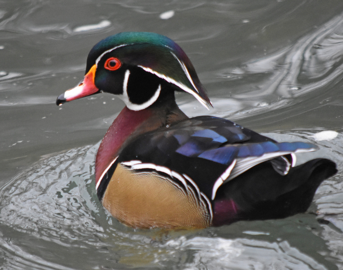 wood-duck-floating-4.webp a wood duck swimming