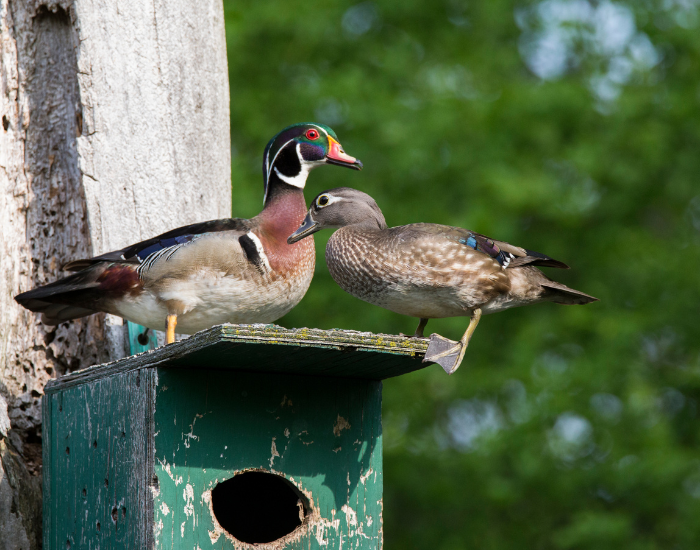 wood-duck-on-artificial-nest.webp two wood duck, male and female on a box nest