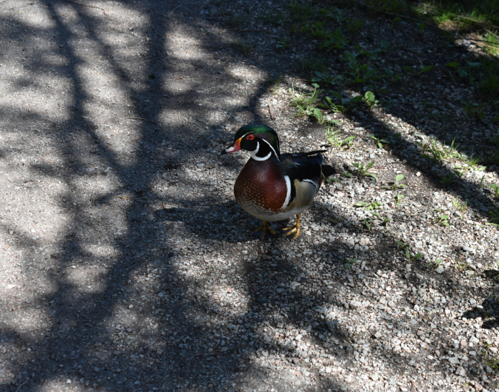 wood-duck-on-road.webp a wood duck on a road