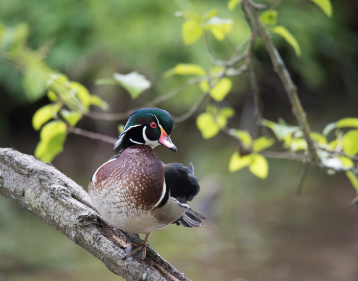 wood-duck.webp a wood duck standing over a tree
