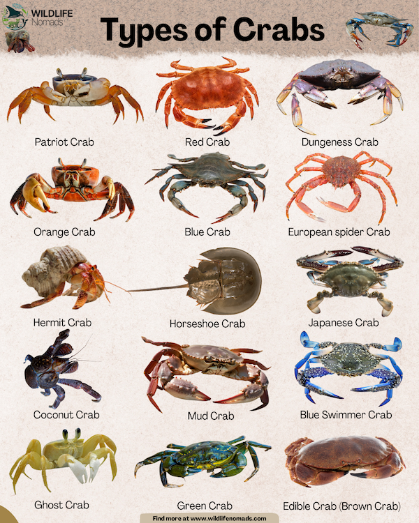 15-Types-of-Crabs-infographic-by-wildlife-nomads.webp infographic showing 15 Types of crabs